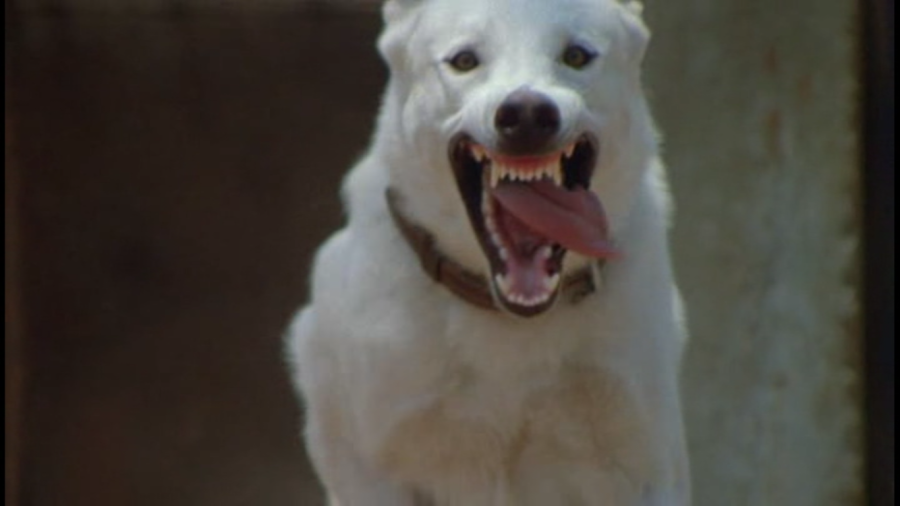 whitedog2.png whitedog2.png