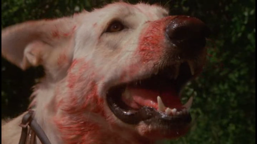 whitedog4.png whitedog4.png