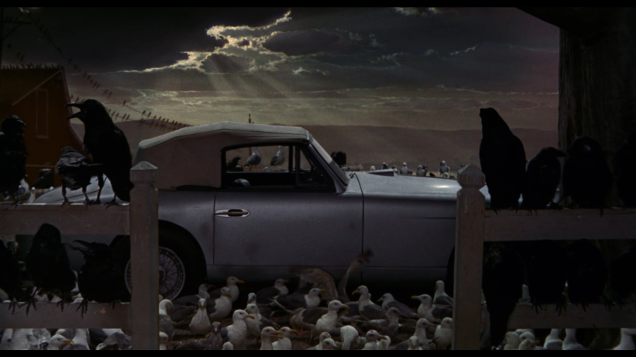 the_birds-8.png the_birds-8.png