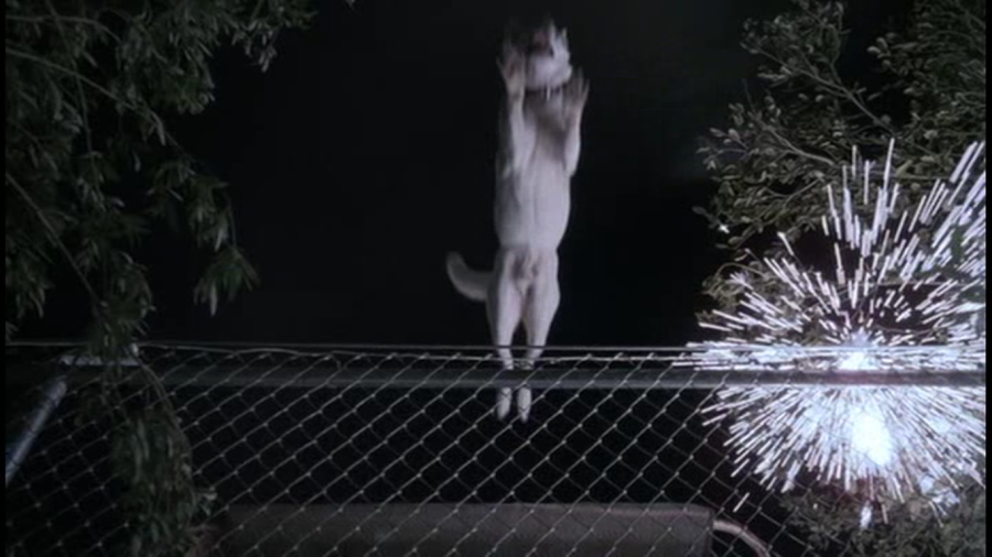 whitedog3.png whitedog3.png