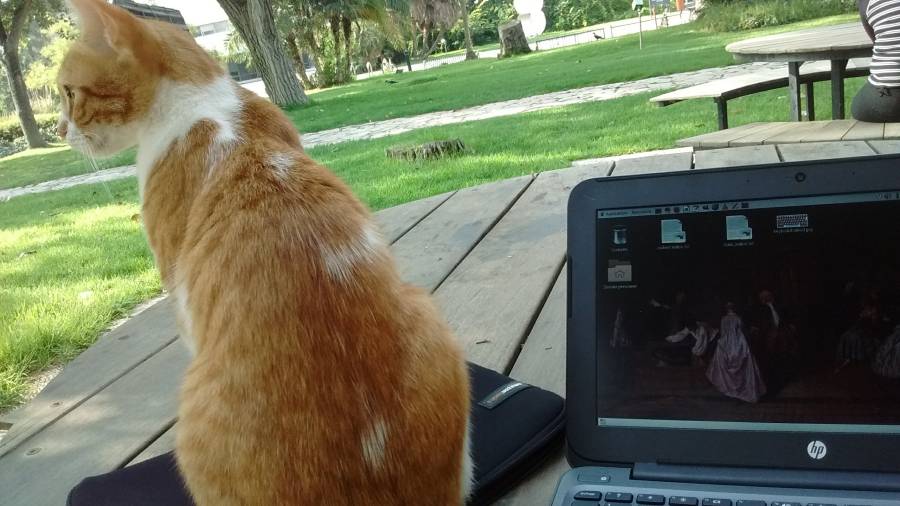 gatto_nil.jpg gatto_nil.jpg