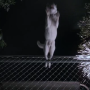 whitedog3.png