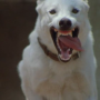 whitedog2.png